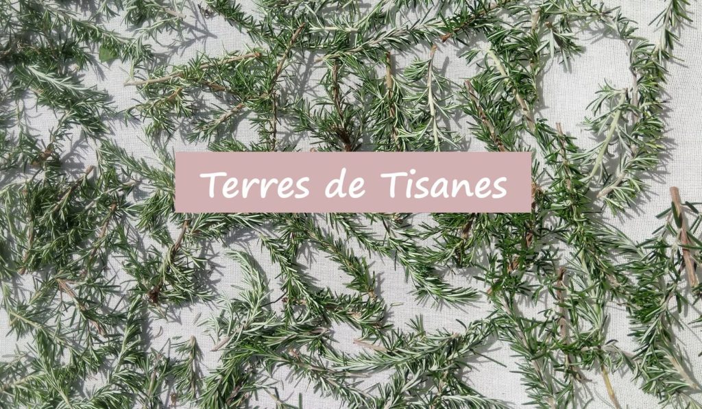 Bannière Terres de Tisanes